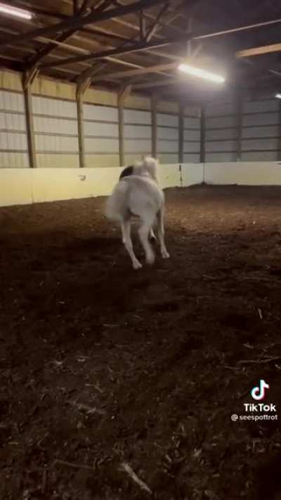 What flavor of dog is that?