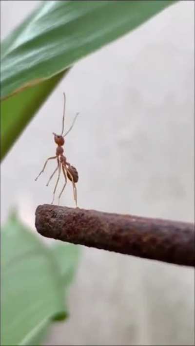 Ants being jerks