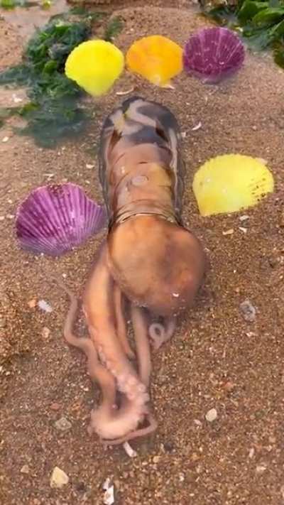 Squishy octopus can go anywhere