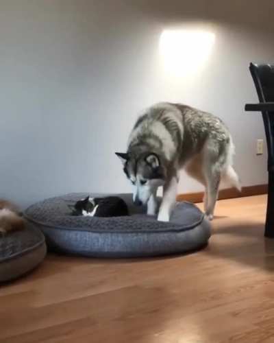 A Gentle Giant Discovers His Bed Has Been Occupied