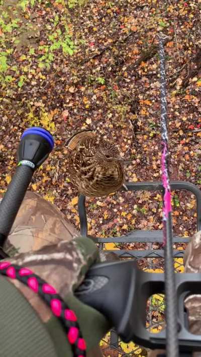 ? A curious grouse hopping up the ladder of a deer stand to check out a bow hunter ?
