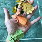 ? tree leaves insects! ?