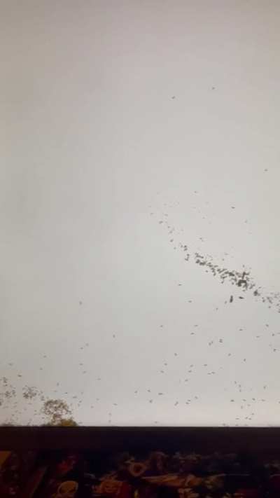 Ants making themselves at home in my new TV.