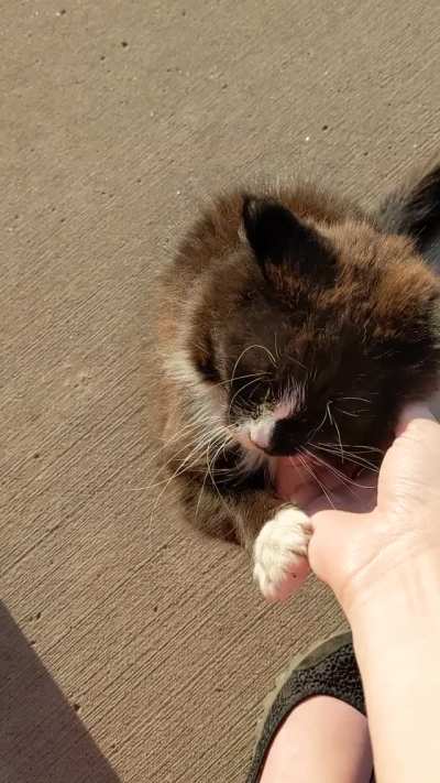 Found this sweet fluff outside my AirBNB. "Pet me!!"