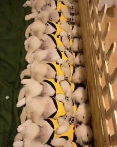 When all of the puppers awaken at once