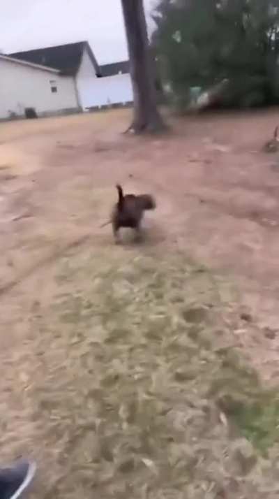 Walking a dog as big as you are.