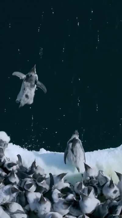 ?Emperor penguin chicks leap off a 50-foot ice cliff to take their first swim