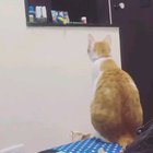 "Moooom! …can you get my toy for me?"
