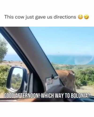 Cow gives the direction ???