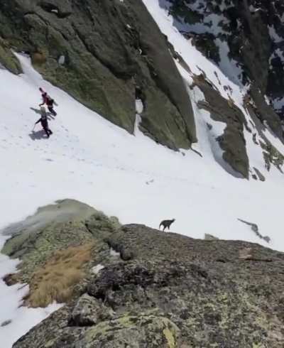 ? Chamois sprinting downhill on a mountain at incredible speed ?