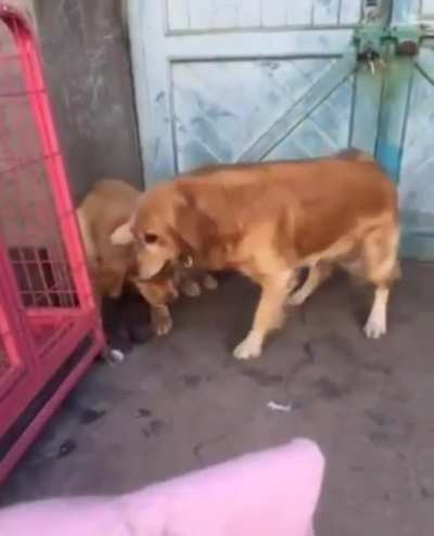 Who bit my shoe?
