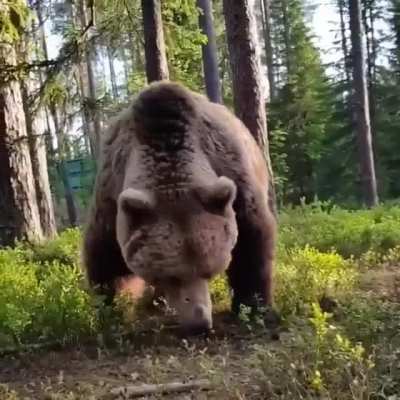 ? Campers Wake Up To Enormous Grizzly Bear Wandering Around Their Campsite
