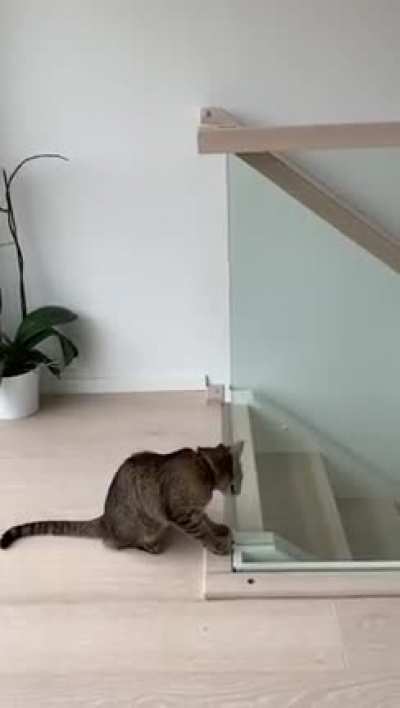 Cat failing to jump on the stair railing ?