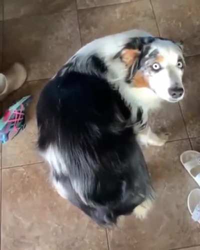 pet my butt