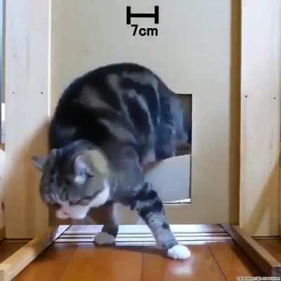 I Haz To Try