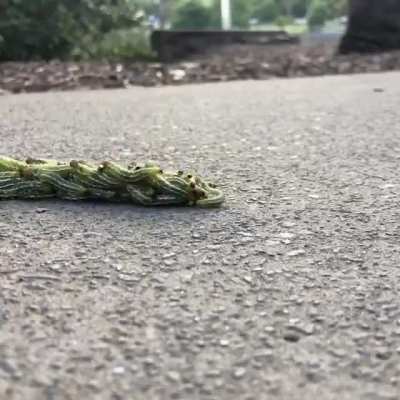 ? It’s a group of caterpillars, moving in a formation known as a rolling swarm. This rolling swarm of caterpillars moves faster than any single caterpillar.