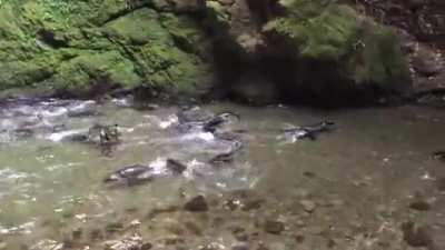 For about a month each year baby seals come to play in this waterfall north of Kaikoura, New Zealand. It's the only place in the world where this is known to occur.