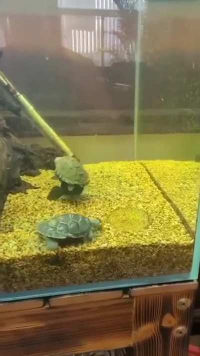he's taming a mount