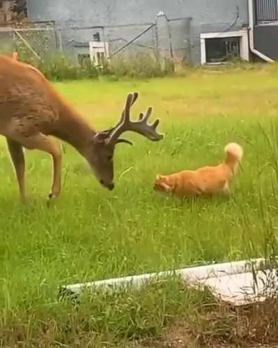? A curious buck checking out a cat ?
