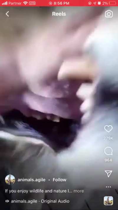 Petting your cute big cat