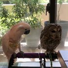 "Wow.. such soft feathers"