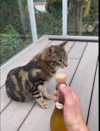 Cat bonk