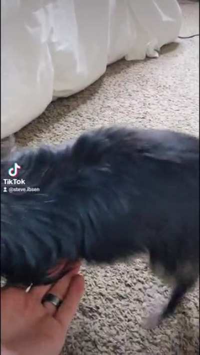 tiny dog things