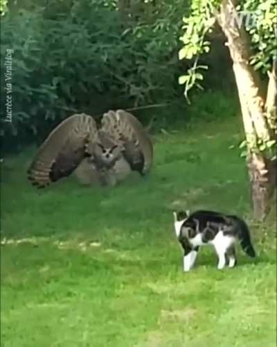 ?Owl warning cat to keep away