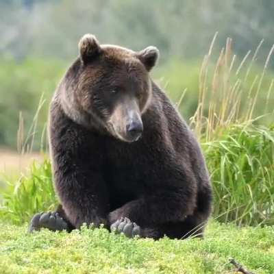 ? A sleepy bear on a calm and windy meadow ?
