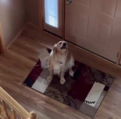 Dog thought he was home alone