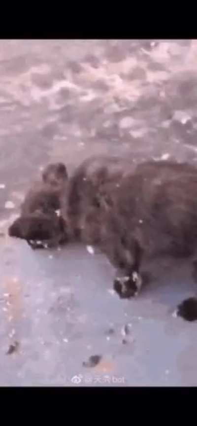 poor doggo