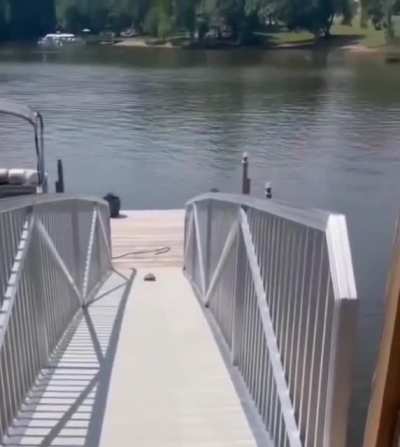 Woah! Is that a turtle's full speed?