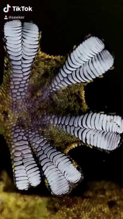 ? The interactions between the gecko's feet & the climbing surface are stronger than simple surface area effects. On its feet the gecko has many microscopic hairs, or setae, that increase the Van der Waals forces…