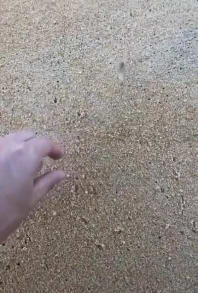 ? Horn-eyed ghost crabs can move 100 times their body length per second!