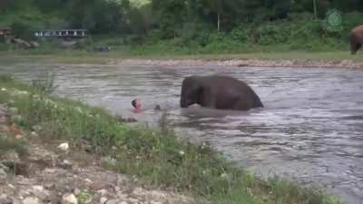 ? Baby elephant thought man was drowning and rushed to save him