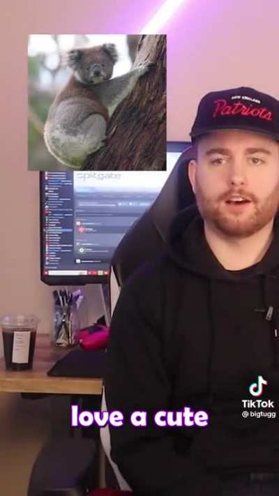 Stupid animals