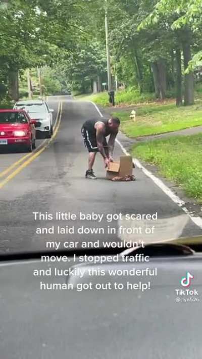 Scared fawn lays down in road