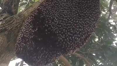 ? Several layers of bees form a “bee curtain” with the vulnerable brood inside when a predator approaches. A chemical called Nasonov pheromone is released to embolden them to stay together