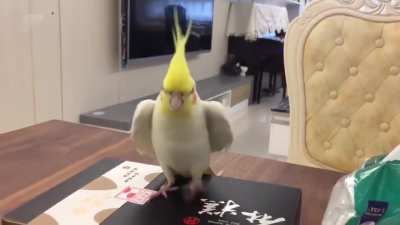 Tappybirb
