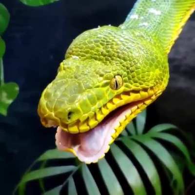 ? Emerald tree boa yawning