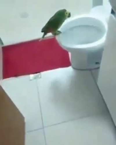 concert in the toilet
