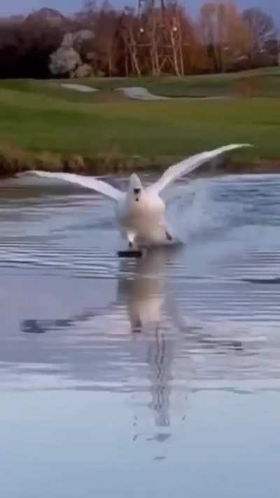 ? Swan coming in for a landing