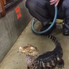 this little boi is so cute