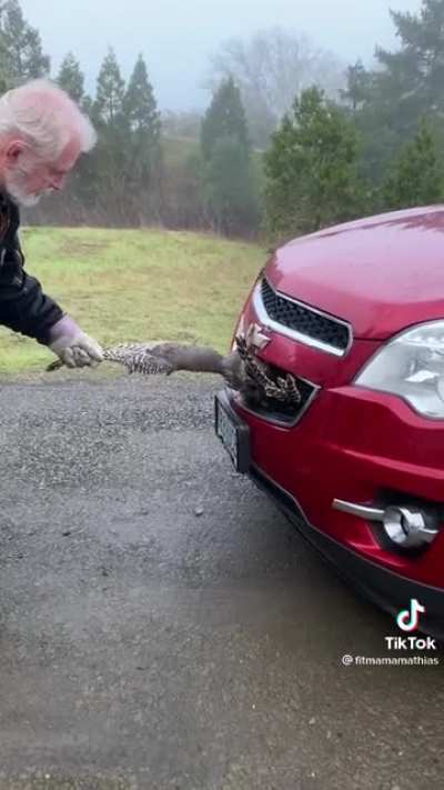 Guy pulls an obliterated turkey out of the grill of his daughter’s car