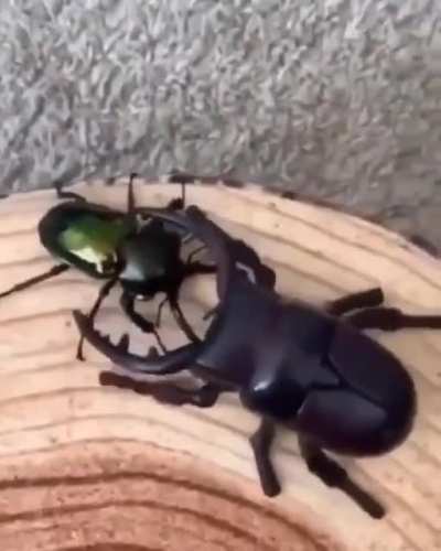 ? Robot bug meets real bug, and gets the smackdown!