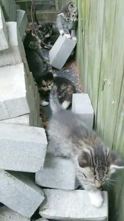 Ferals found, and taught that hoomans are good.