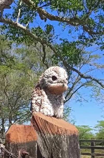 Rare encounter with a Potoo (American ghost bird)