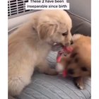 I also want a dog as a friend