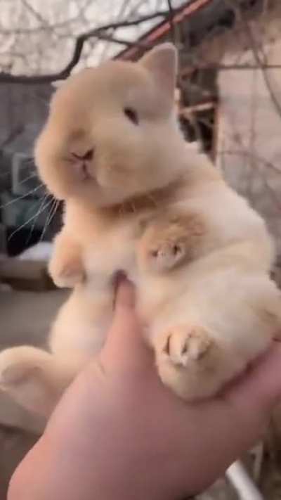 Baby bunny fits in hand