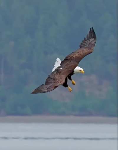 Eagle Eye in action